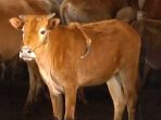 sapi-mutan_20170414_110853.jpg