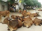 sapi-sapi-yang-berkeliaran_20160927_173358.jpg
