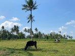 sapi-sedang-merumput-di-propang-ranch-magelang.jpg