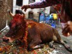 sapi-yang-menjadi-bagian-dari-perayaan-diwali-di-india.jpg