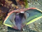 sarcastic-fringehead_20170920_151830.jpg