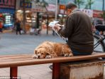 satu-anjing_20170613_133938.jpg