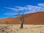 satu-pohon-mati-di-dead-vlei-di-taman-nasional-namib-naukluft-namibia.jpg