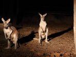 satwa-di-chiang-mai-night-safari-1.jpg