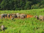 satwa-gajah-di-taman-nasional-khao-yai.jpg