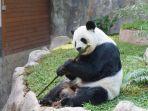 satwa-panda-di-kebun-binatang-chiang-mai.jpg