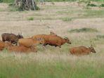 savana-sadengan-alas-purwo-img.jpg