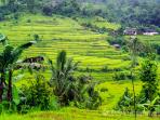 sawah-bali_20160729_161715.jpg