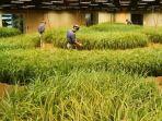 sawah-bawah-tanah-di-jepang-untuk-menghemat-lahan-di-kota.jpg