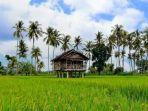 sawah-mangaran-banyuwangi.jpg