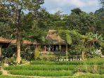 sawah-segar.jpg