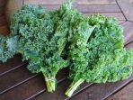 sayur-kale.jpg