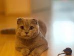 scottish-fold.jpg