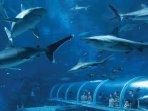 sea-aquarium-spore.jpg