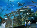 sea-aquarium_20171204_081759.jpg