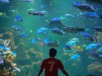 Meriahkan Hari Guru Nasional, Sea World Ancol Bagi-bagi Diskon Tiket Masuk untuk Guru