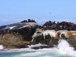 seal-island.jpg
