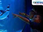 seaworld-ancol-img.jpg