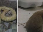seekor-anjing-kecil-dijadikan-santapan-ular-di-kebun-binatang_20180205_103643.jpg