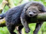 seekor-binturong-di-taman-safari-bogor.jpg