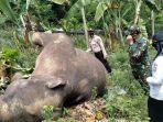 seekor-gajah-yang-mati-terkena-jerat-babi-di-aceh.jpg