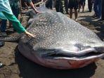 seekor-ikan-hiu-paus-terdampar-di-pesisir-pantai-congot-kabupaten-kulon-progo.jpg