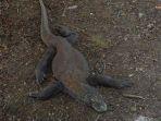 seekor-komodo-di-labuan-bajo.jpg