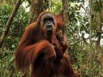 seekor-orangutan-mengendong-anaknya-di-hutan-taman-nasional-gunung-leuser-desa-bukit-lawang.jpg