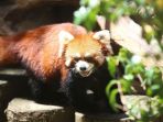 seekor-panda-merah_20171105_174327.jpg