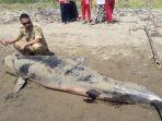 seekor-paus-yang-penuh-luka-di-tubuhnya-terdampar-di-kawasan-geopark-ciletuh-palabuhanratu.jpg