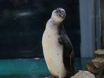 seekor-penguin-humboldt-di-ocean-dream-samudra.jpg