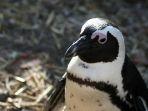 seekor-penguin.jpg