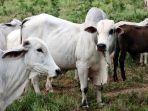 seekor-sapi-berjenis-nelore.jpg