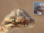 seekor-ular-bermata-tiga-ditemukan-merayap-di-jalan-di-kota-humpty-doo-australia-utara.jpg