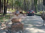 sejumlah-satwa-di-taman-safari-prigen-kamis-322022.jpg