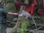 sejumlah-wisatawan-menikmati-objek-wisata-monkey-forest-ubud-gianyar-bali-kamis-5112020.jpg