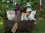 sekelompok-anak-kucing.jpg