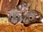 sekelompok-tikus.jpg