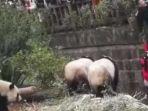 seorang-gadis-kecil-terjatuh-ke-dalam-kandang-panda.jpg
