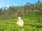 seorang-pengunjung-sedang-berpose-di-tengah-tengah-kebun-teh-medini.jpg