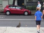 seorang-polisi-dan-warga-kota-sydney-membantu-seekor-bebek_20180207_120310.jpg