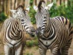 sepasagan-zebra-di-taman-safari-bogor-bogor-jawa-barat.jpg