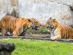 sepasang-harimau-di-taman-margasatwa-ragunan-jakarta-selatan-jakarta.jpg