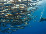 shark-yolanda-reef.jpg
