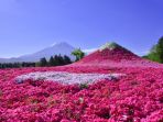 shibazakura_20171020_173305.jpg