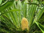 sikas-purba-di-kebun-raya-inggris.jpg