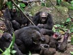 simpanse-di-gombe-stream-national-park_20170506_193813.jpg
