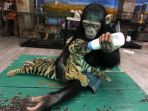 simpanse-memberi-minum-anak-macan_20180120_120433.jpg