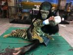 simpanse-menyusui-anak-harimau_20171110_151034.jpg