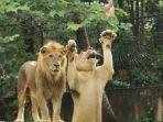 singa-berburu-makanan-di-bali-zoo.jpg